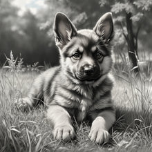 Load image into Gallery viewer, German Shepard Puppy
